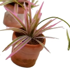 Image of Spider Plant, pink