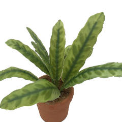 Image of Calathea Lancifolia (potted)