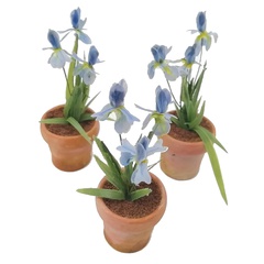 Image of Iris plant in terracotta pot