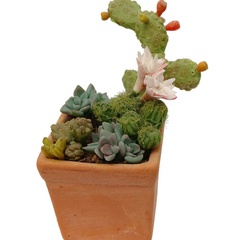 Image of <b>OOAK</b> Cactus Plants in Pot